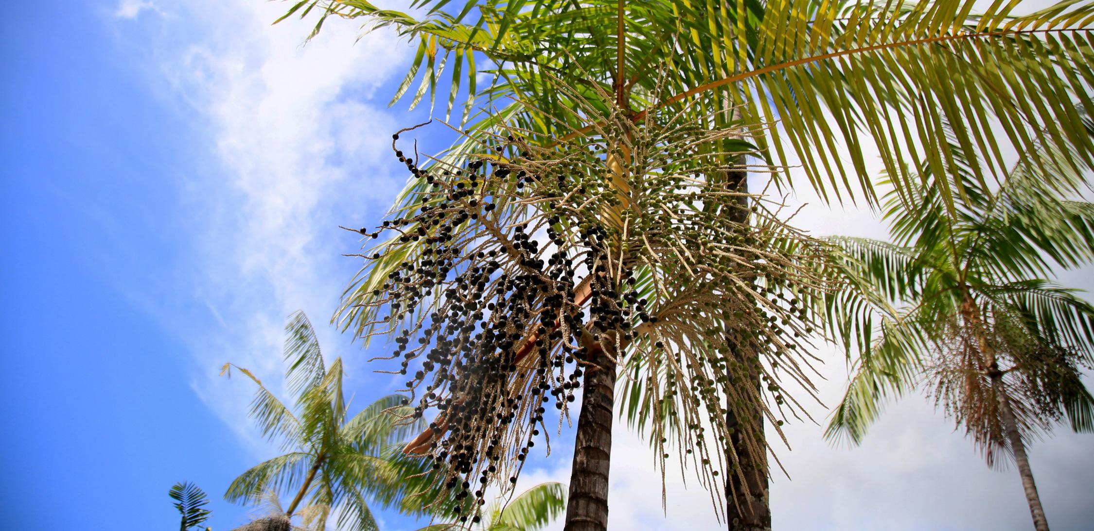 Assaí-tree-2.jpg