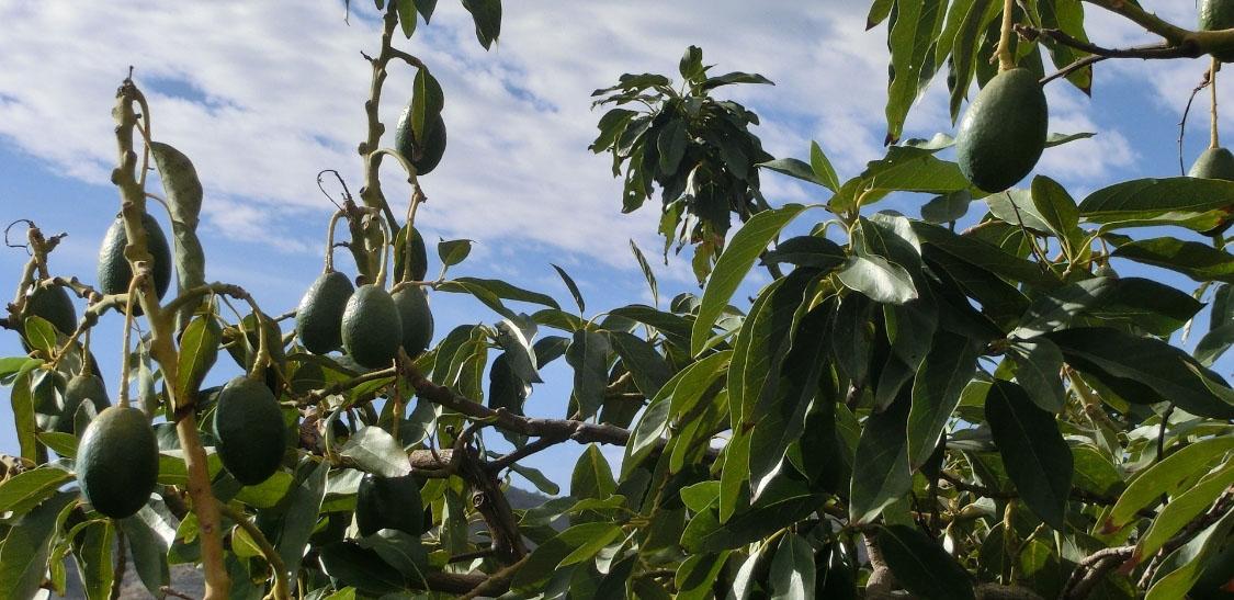 Avocado-Aguacate-slide-2.jpg