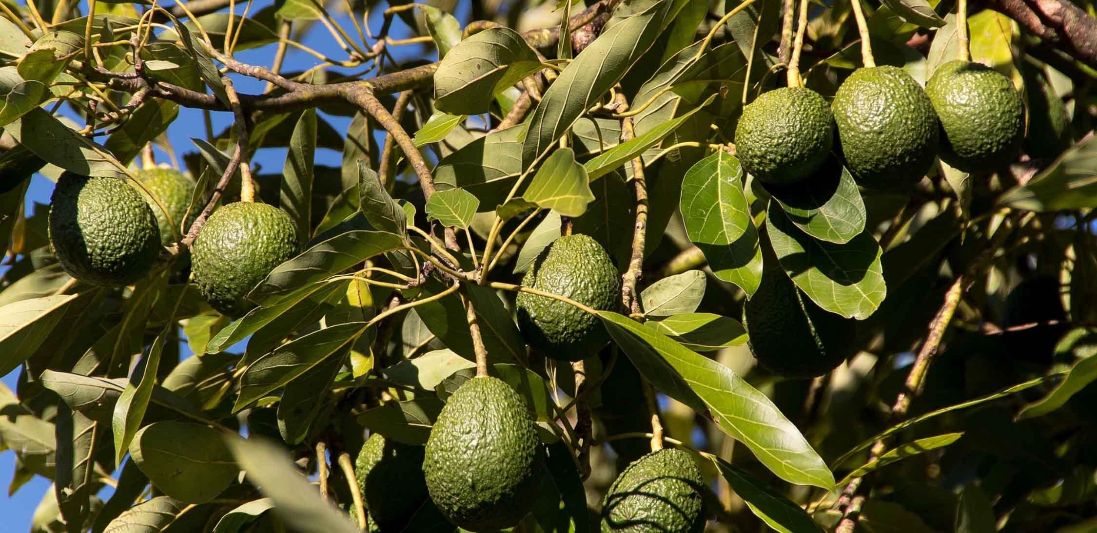 Avocado-Aguacate-slide-2.jpg