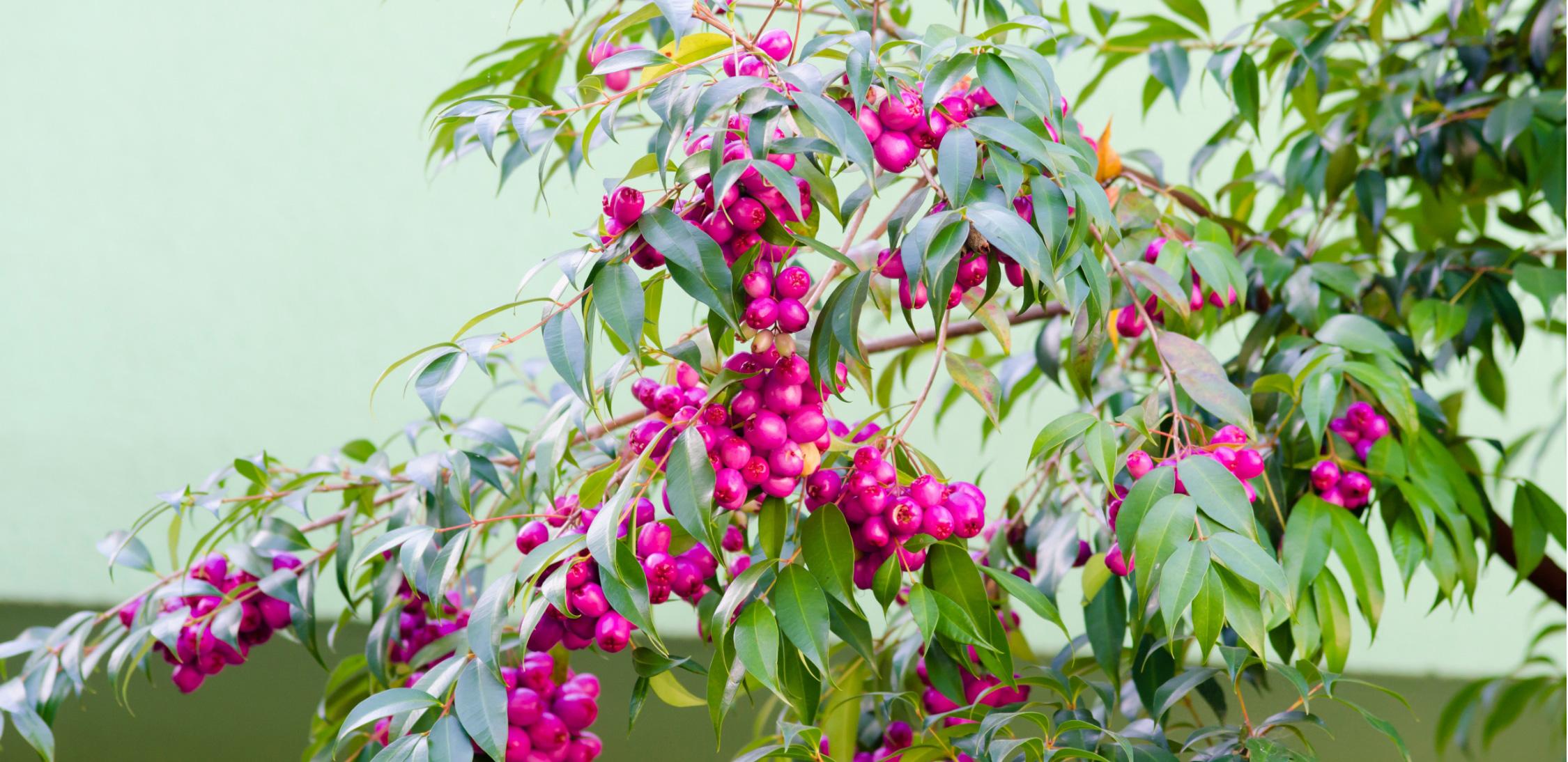 Brush-cherries-tree-2.jpg