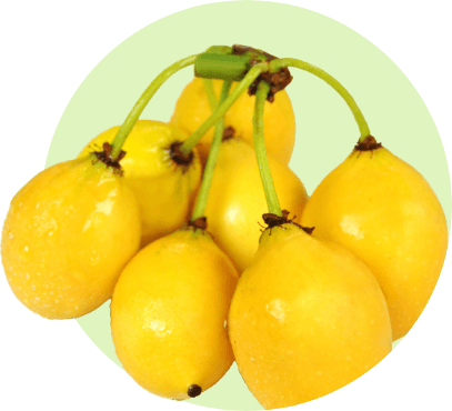 Caimito Amarillo-slider-1@2x.jpg