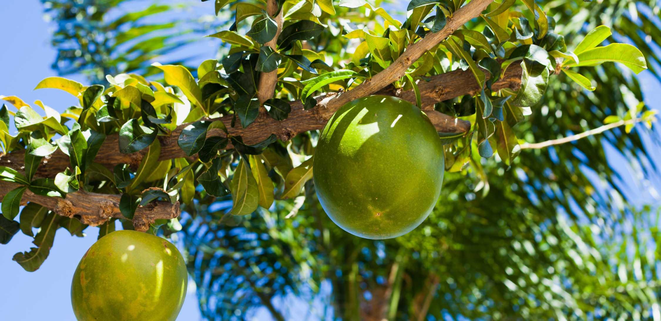 Caimito Amarillo-slider-1@2x.jpg