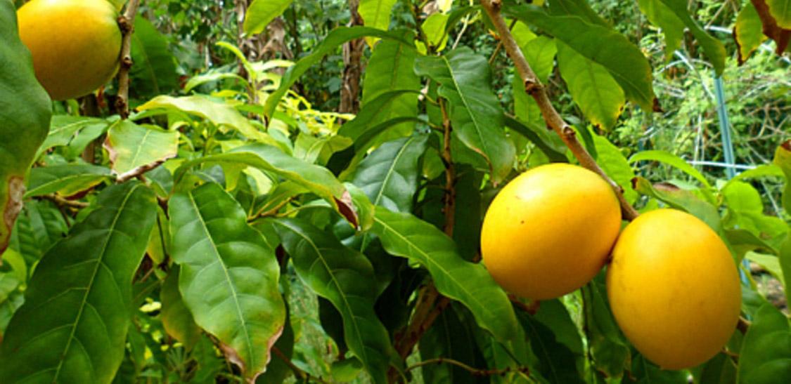 Caimito Amarillo-slider-1@2x.jpg