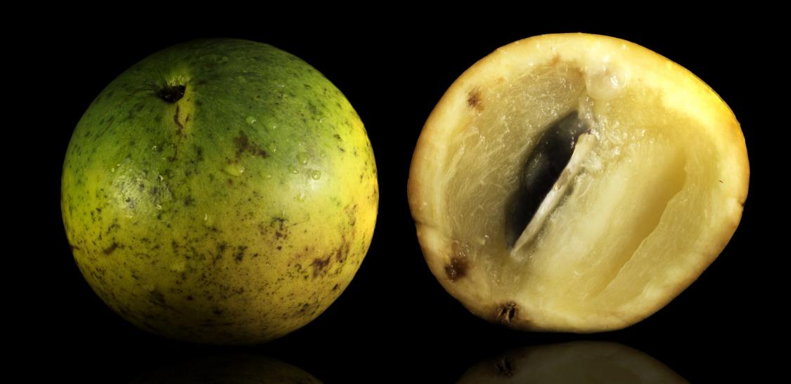 Caimito Amarillo-slider-1@2x.jpg