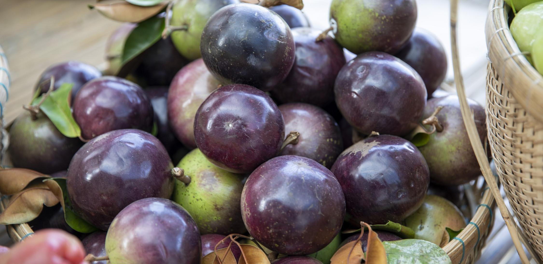 Caimito morado-slide-1.jpg