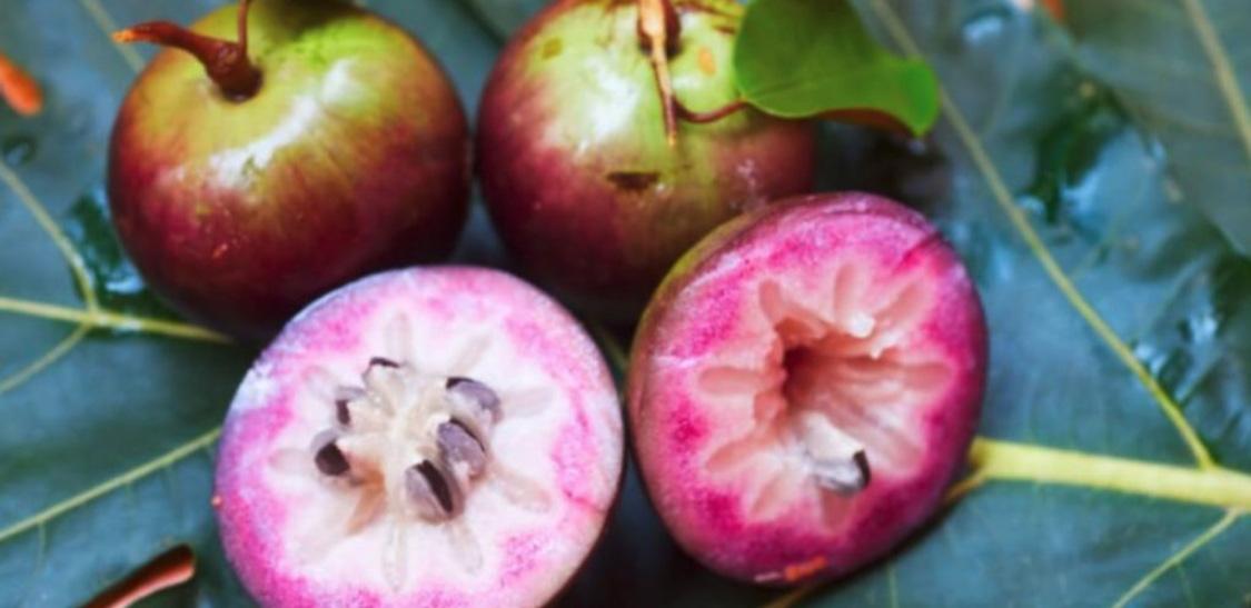 Caimito morado-slide-1.jpg