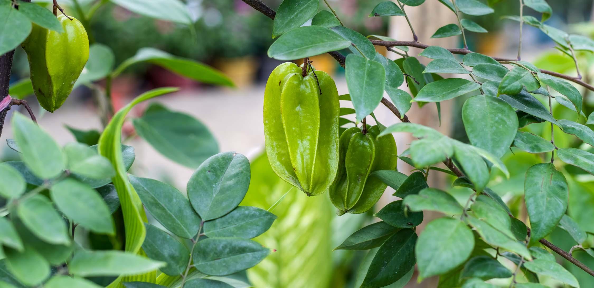 Karambole-Sternfrucht-slider-1@2x.jpg