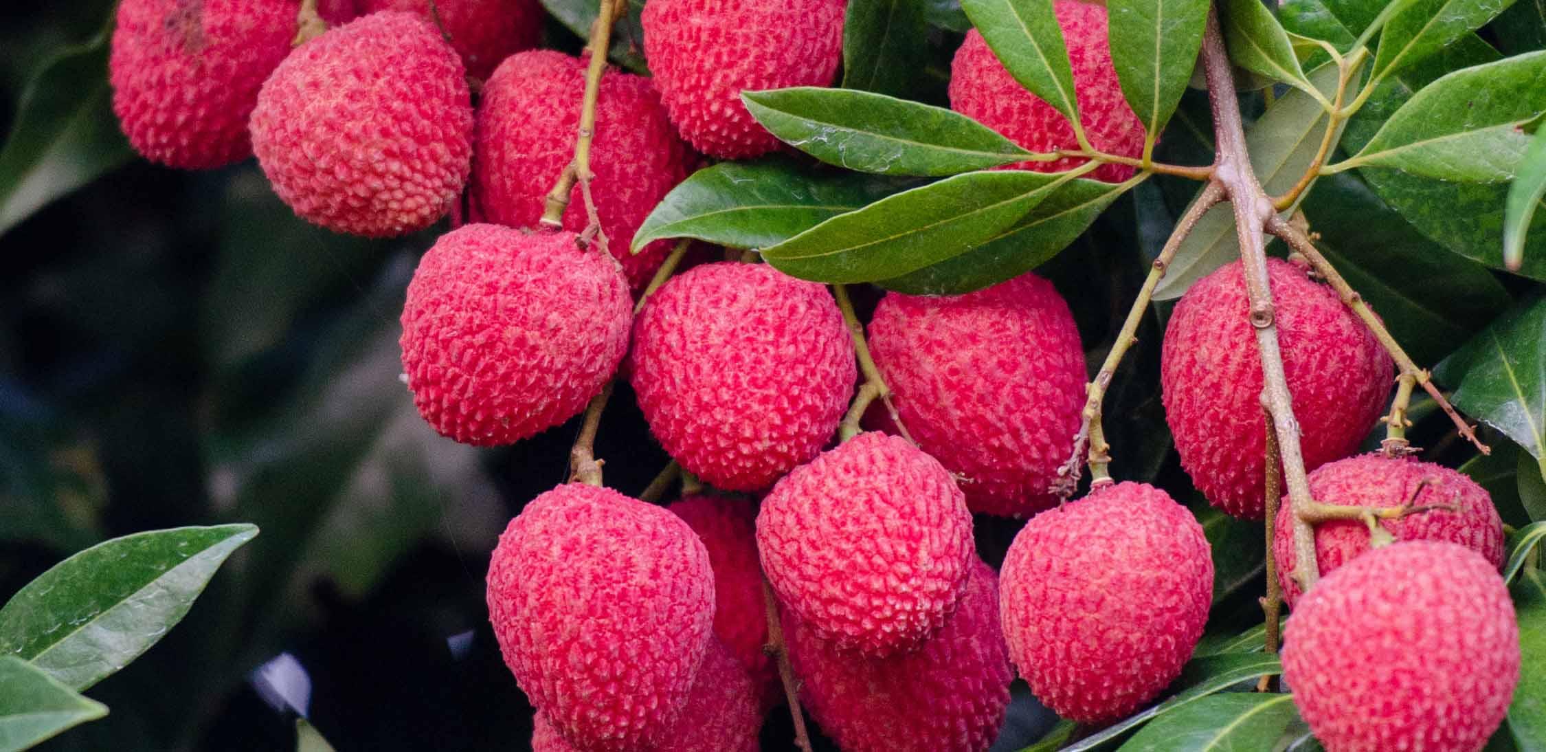 Litchi-slider-3@2x.jpg