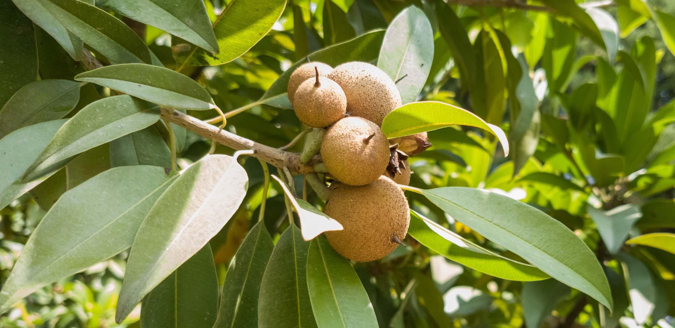 Mamey-slider-3@2x.jpg