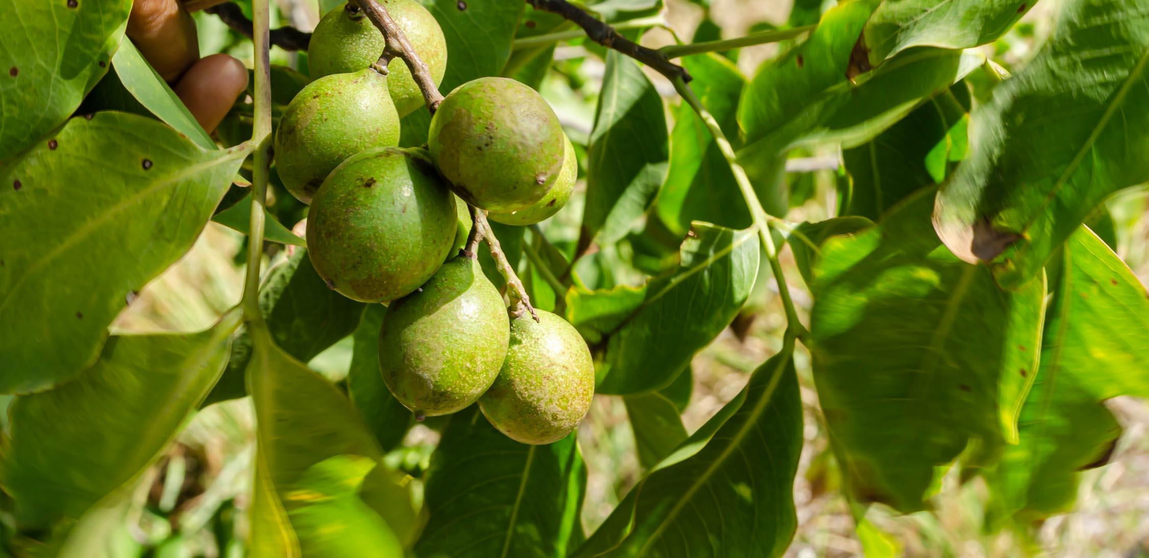 Mamoncillo- Mamón-Slider-1@2x.jpg