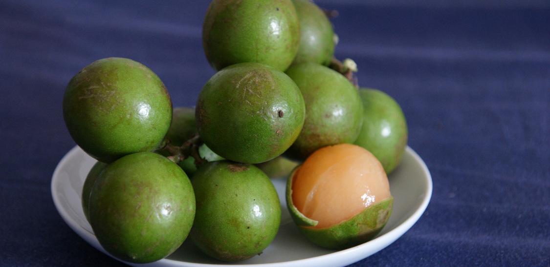 Mamoncillo- Mamón-Slider-1@2x.jpg