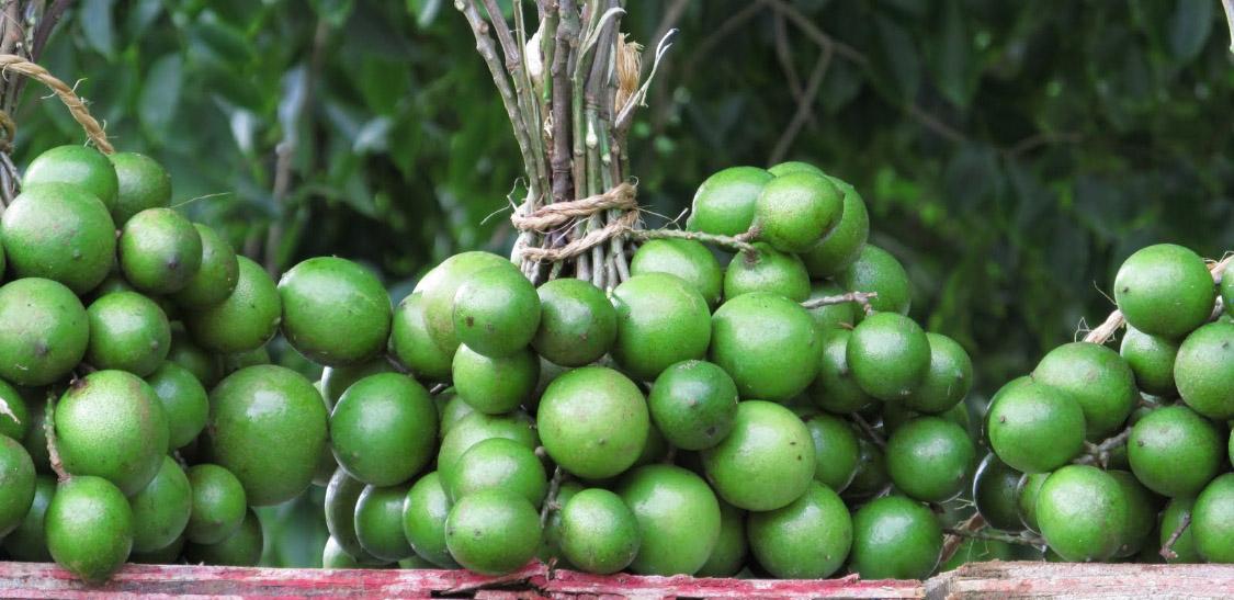 Mamoncillo- Mamón-Slider-1@2x.jpg