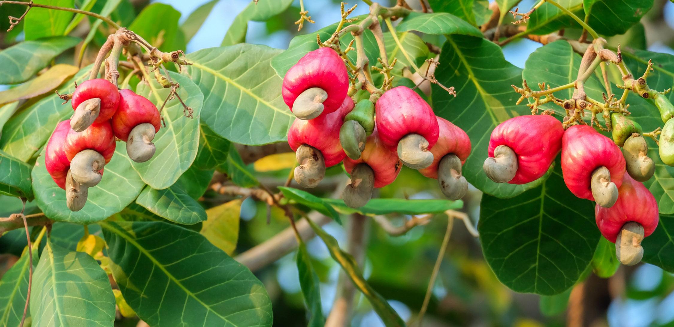 Marañón- Cashew-slide-3.jpg
