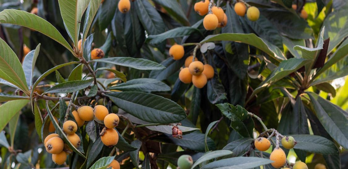 Níspero japonés-slider-1.jpg