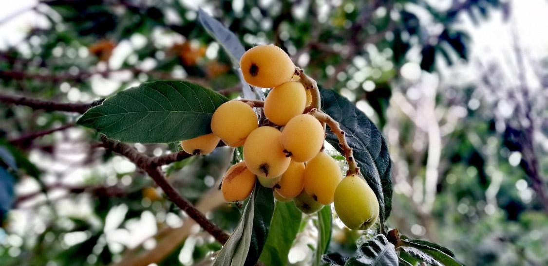 Níspero japonés-slider-1.jpg