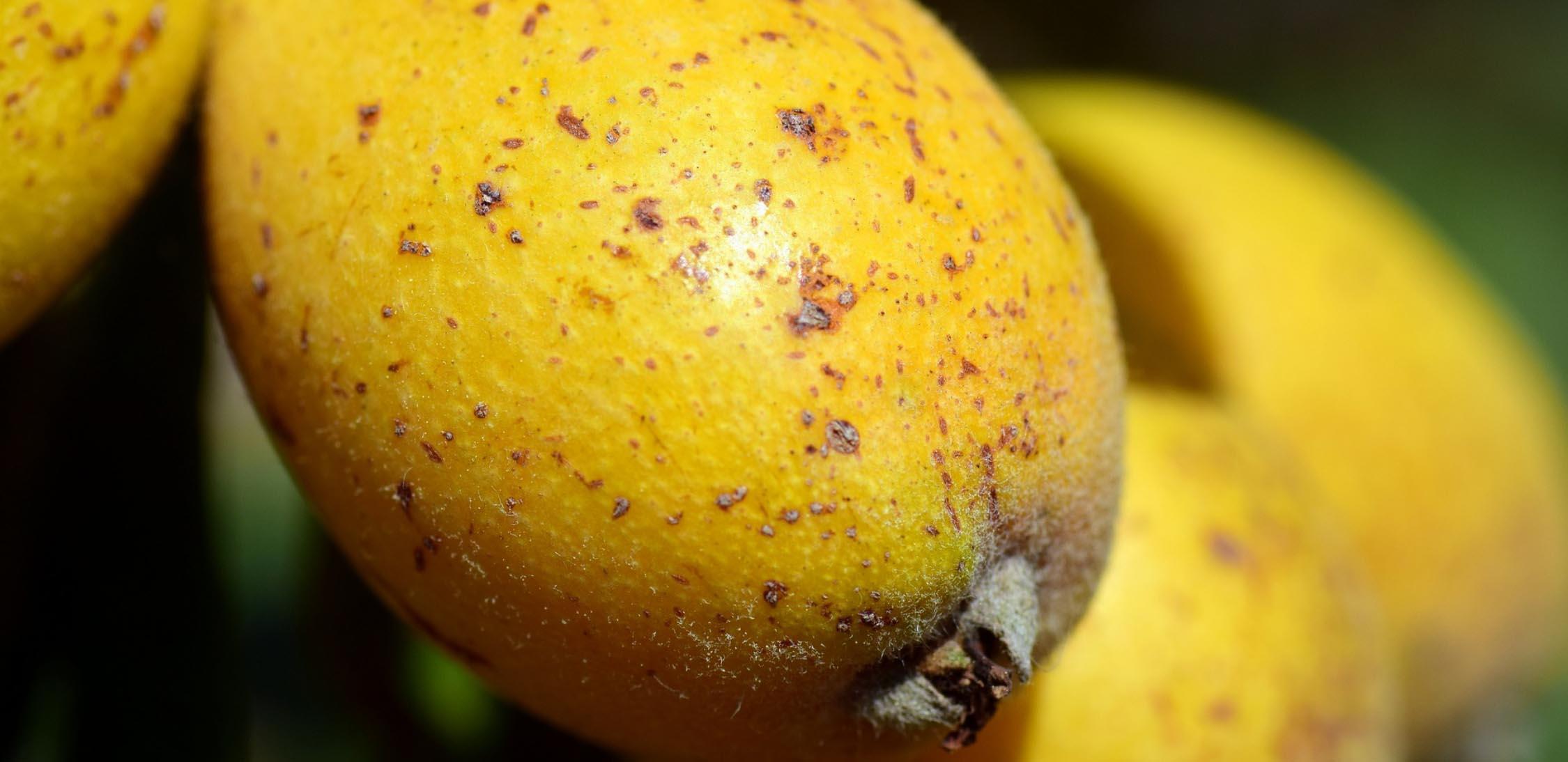 Níspero japonés-slider-1.jpg