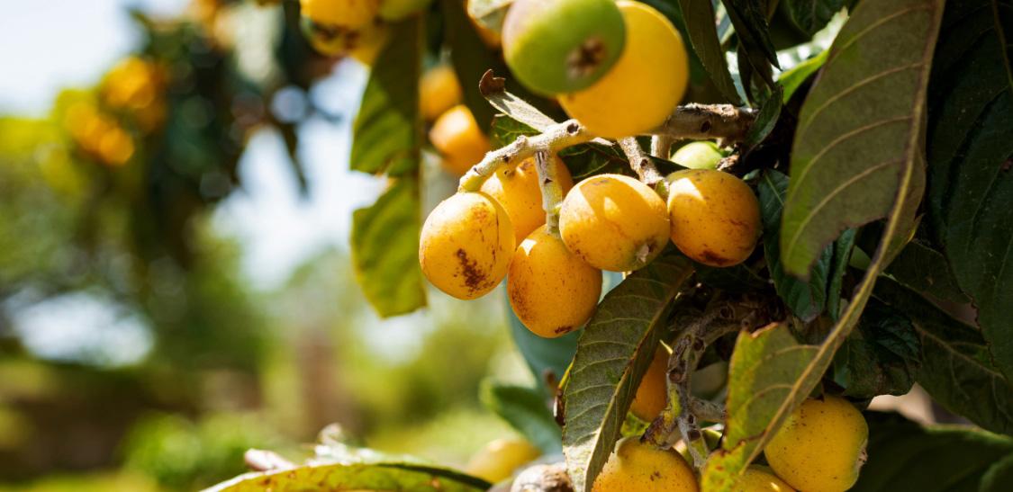 Níspero-Zapote costeño - Slider-1.jpg