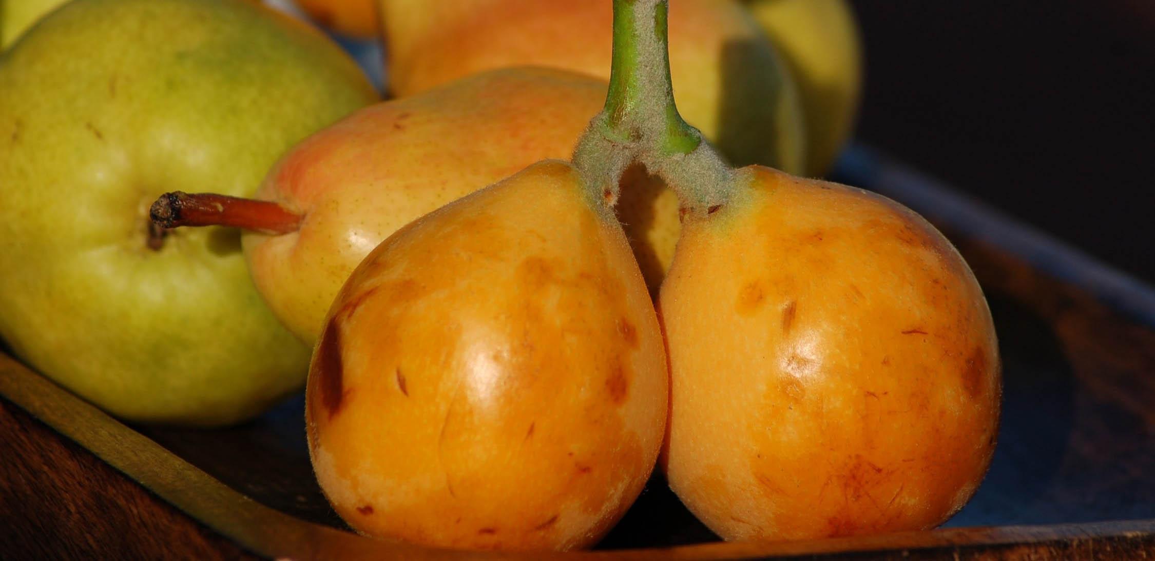 Níspero-Zapote costeño - Slider-1.jpg