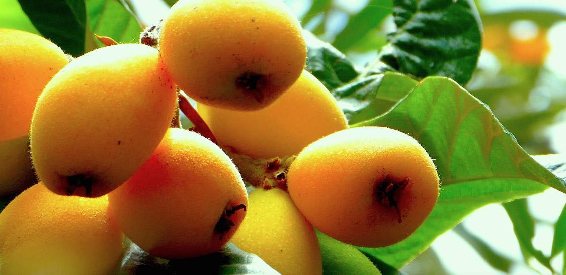 Níspero-Zapote costeño - Slider-1.jpg