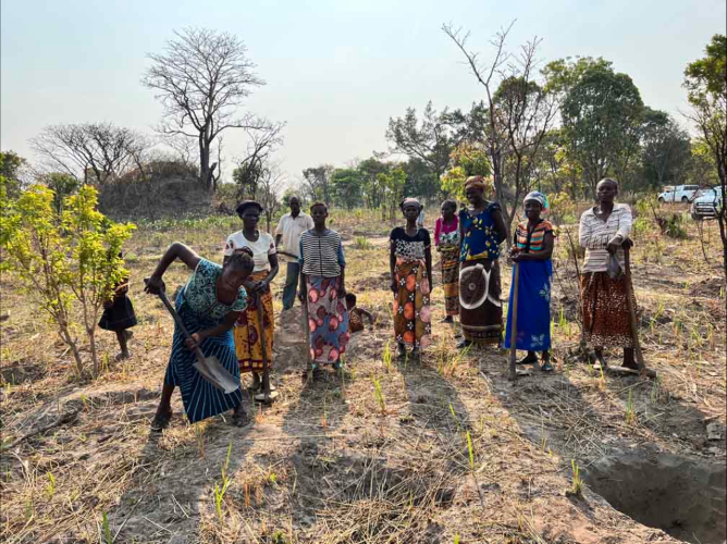 Ein Feld, drei Ernten: Eine Saison in unserem Agroforstprogramm in Sambia