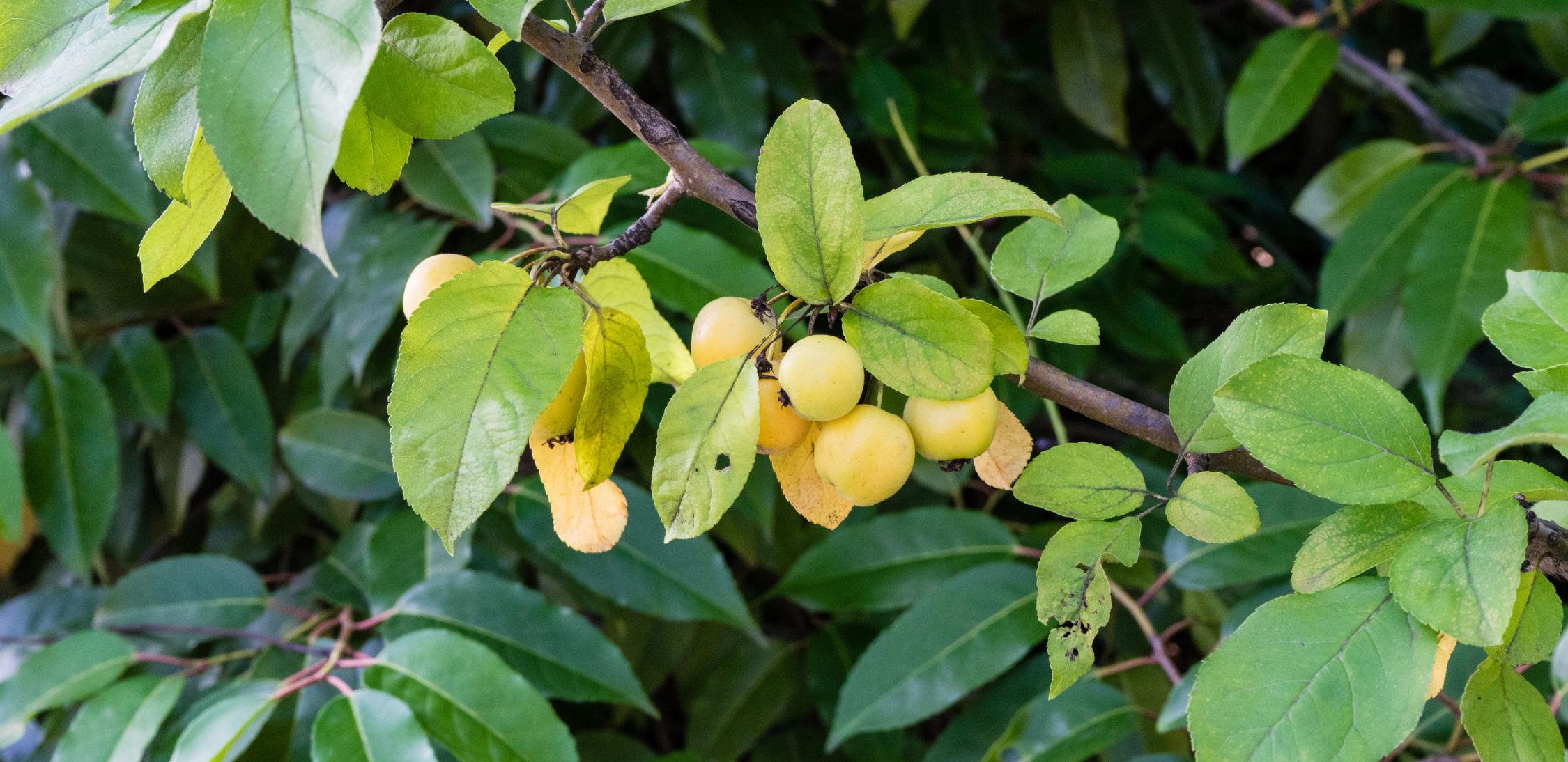 Yellow-Genip--tree-1.jpg