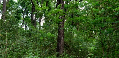 Big-leaf mahogany / Caoba