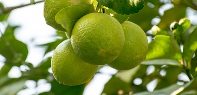Tahiti Lime