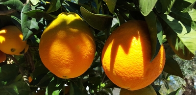 Valencia Orange  / Naranja valencia