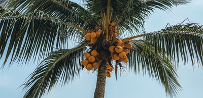 Coconut palm / Coco