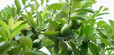 Costa Rican Guava / Guayaba agria