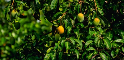 Sapote Columbiana / Mango zapote
