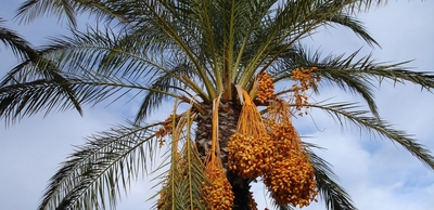 Palma Real / Wine Palm